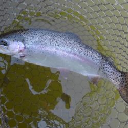 大安トラウトレイク 釣果